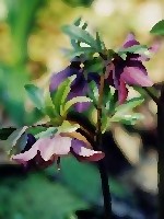 helleborus niger niger.jpg